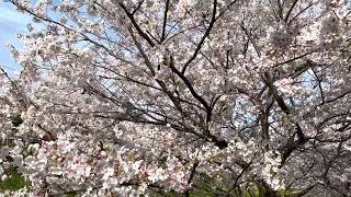 【下関市】砂子多川ほたる公園の桜