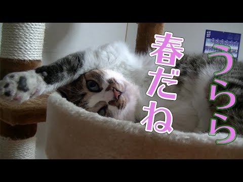 春の宵にまどろむ猫~~ドアップがかわいいトゥリヤ　 cat having a doze