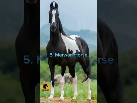 Top 10 best horse breeds in the world #shortsfeed #viral #trending #ytshorts