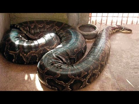 Por isso JAMAIS deixe sua Porta Aberta