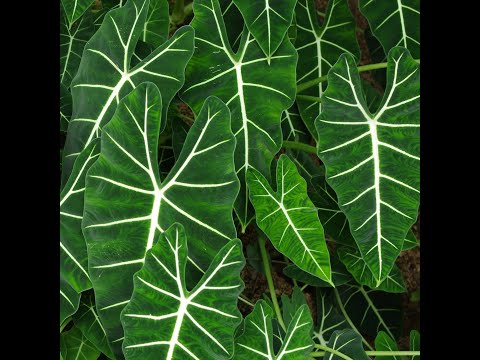 Folha Plant Shop - Alocasia Frydek