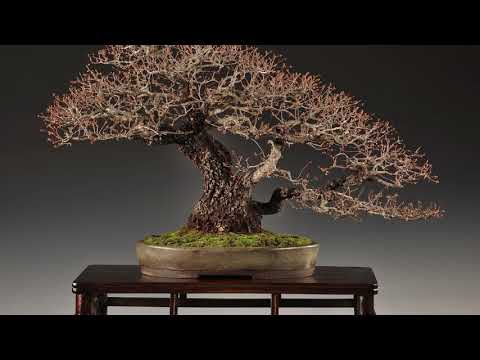 The Trophy 2021 - 'Composing a bonsai exhibition' and tree discussions by Danny Use