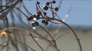 HÍREK A TERMÉSZETBŐL