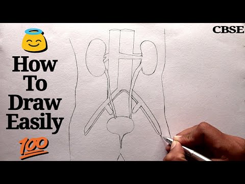 How to draw Human Excretory System step by step for beginners ! Video