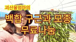 @백합 구근과 모종 무료나눔