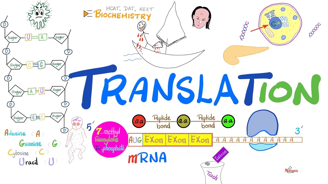 Translation (mRNA to Proteins) & Ribosomes (rER) | Post-translational Modification 🧬