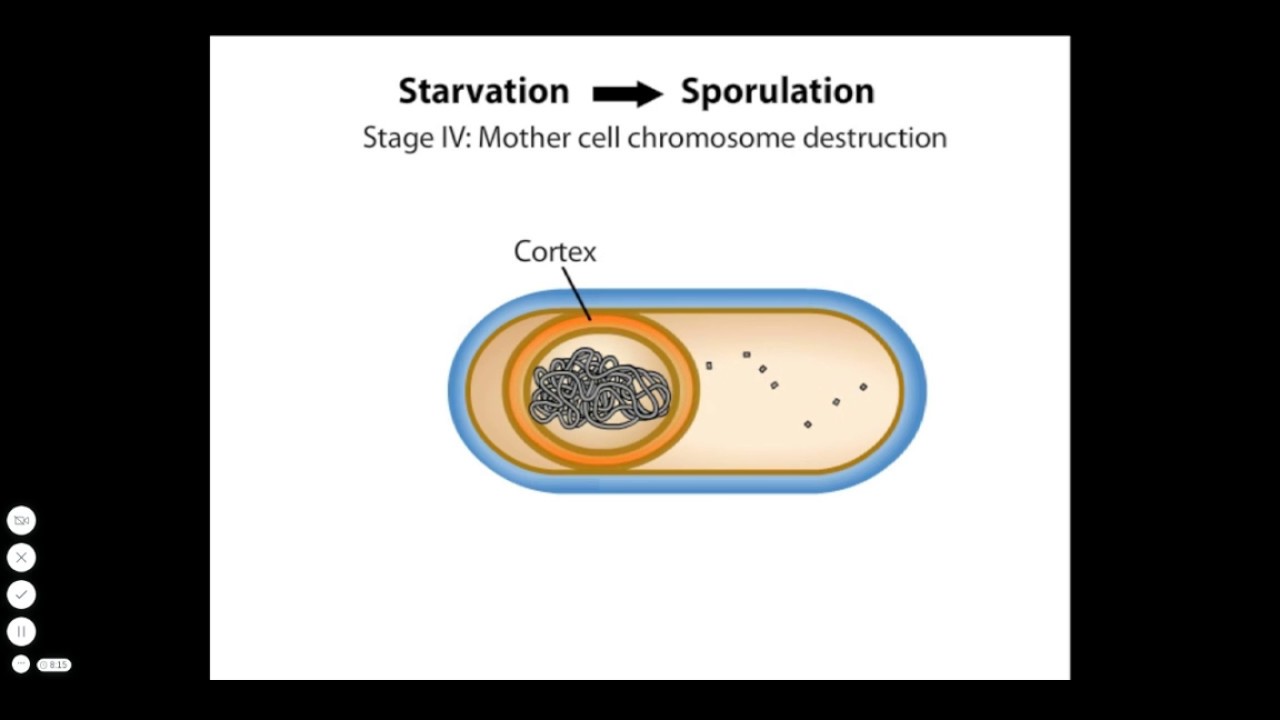 Endospore Formation