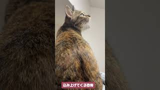 飼い主を恐怖に陥れる保護猫4匹の行動