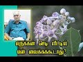 எருக்கன் செடி வீட்டில் ஏன் வைக்கக்கூ