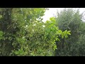 Silent Spring Garden Tour  - Arizona 9B