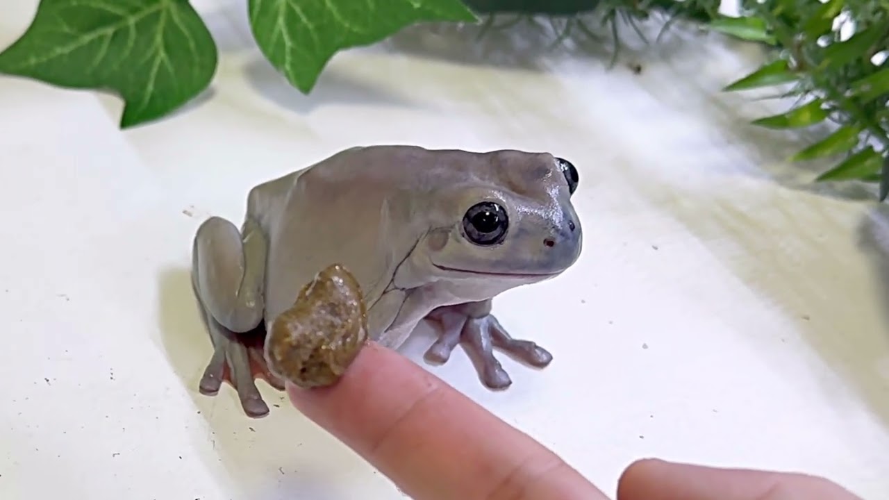 たぶんごはんとは違うものを見てる気がする