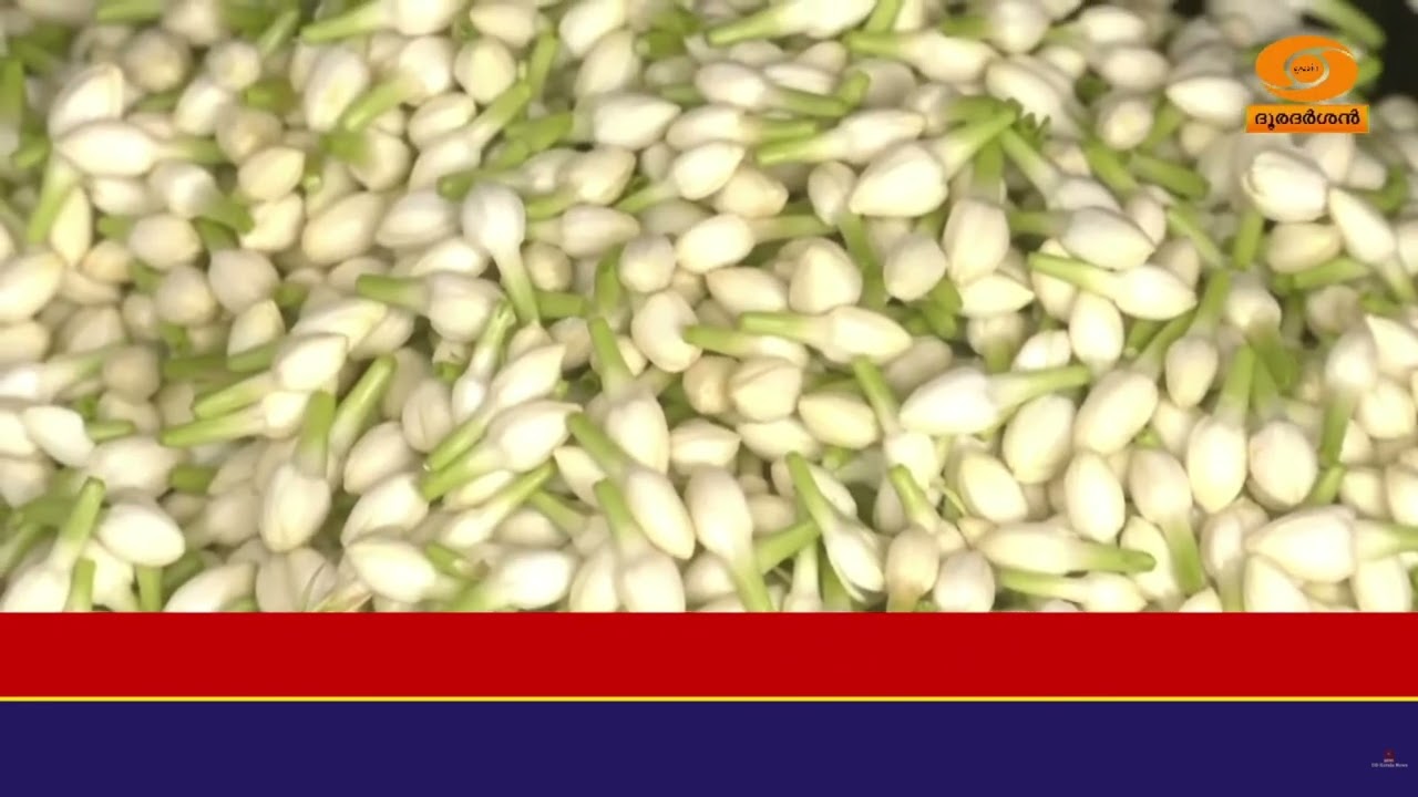 സംസ്ഥാനത്ത് മുല്ലപ്പൂവിന് റെക്കോ‍‍‍ർഡ് വില