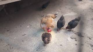 Alimentando as Galinhas pra uma boa produção de ovos - ( Parte 298 )