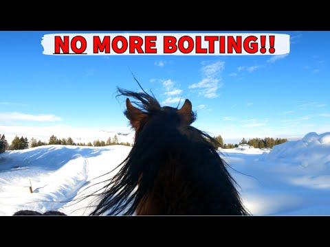 HOW TO FIX A HORSE THAT BOLTS!!