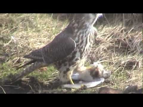 BTO Bird ID - Kestrel and Merlin