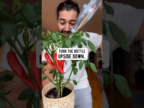 DIY Bottle and a Swab Plant Hack | creative explained