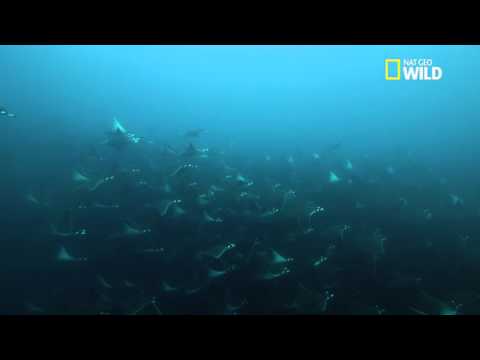 La raie Mobula, la raie gracieuse