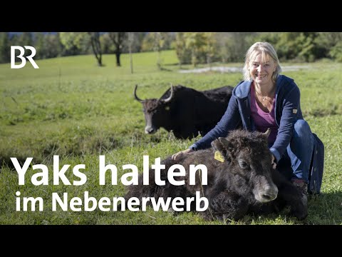 Kulinarische Schätze aus Oberbayern: Yaks in Freilandhaltung | Landfrauenküche | BR