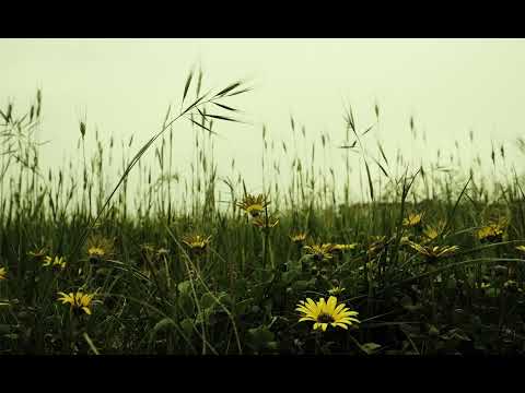 [FREE FOR PROFIT] Midwest Emo + Alternative Indie Rock type beat "Better Days"