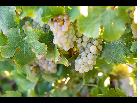 Leeuwenkuil Grenache Blanc