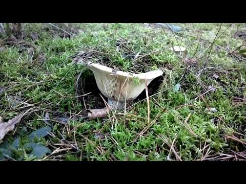 Wolliger Milchling 2 Gift Pilz 11.2020 Brandenburg Meus outros vídeos são ainda melhores, assista.