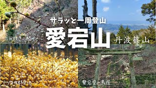 ミツマタ開花【⭐丹波篠山】愛宕山【ぐるっと一周登山】ミツマタ群生地の登山道♪🏔️龍蔵寺の駐車場～愛宕山登山口～愛宕山山頂～ミツマタ群生地～龍蔵寺の山門【2025/03/21】