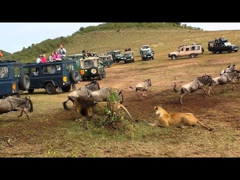 Leoapard Attacks || 6 Month Old Blue Wildebeest Calf ||