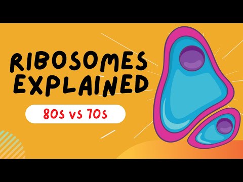 Ribosomes Explained - 80s VS 70s - STRUCTURE AND FUNCTION