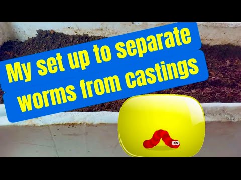 Tips to separate worms from castings