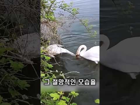 백조 부부, 쓰러진 백조 주위를 떠나지 않았습니다