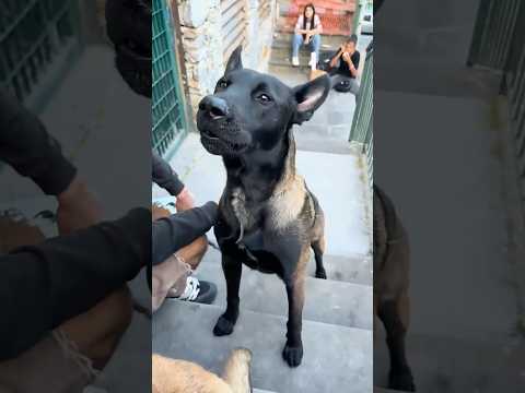 The craziest dog in the world? All about the Malinois 🔥🐕