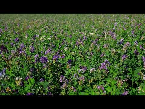 Field of Flowers, Purple Flowers, Alfalfa, Plants, Nature, Background video,4k,VJ Loop,Video Footage