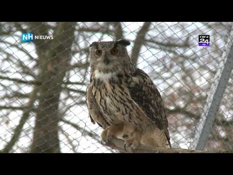 This is how the terror eagle owl lives in its new home in Ru(hoe)menia
