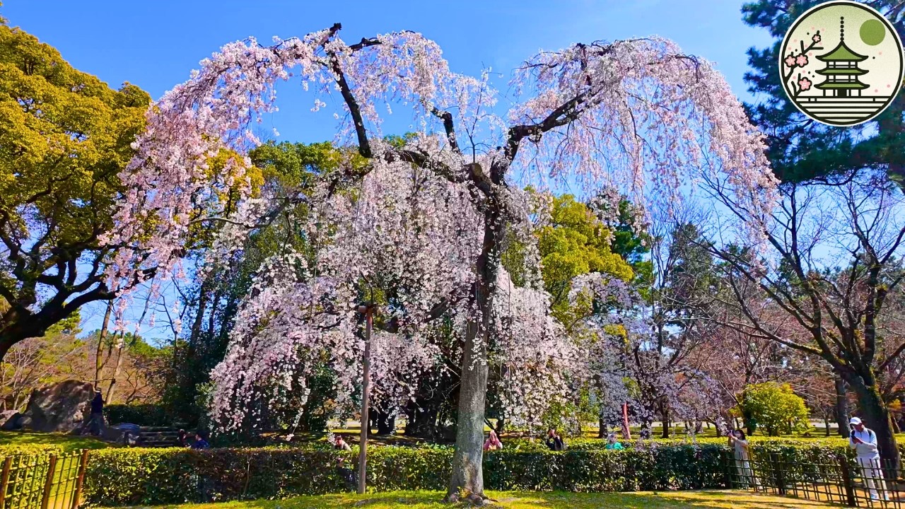 京都御所桜散策レポート【3月27日】