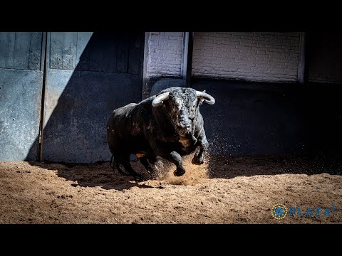 SORTEO | Toros El Capea y Carmen Lorenzo