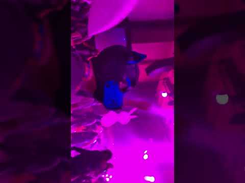 FWA 2022 Sunday Night Rave - Those Damn Balloons