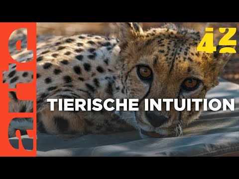 Wissen Tiere mehr als wir? | 42 - Die Antwort auf fast alles Reupload | ARTE