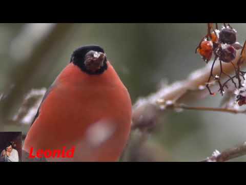 Снегири Ринат Сафин