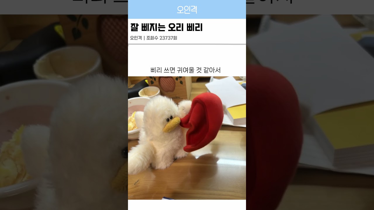 잘삐치는 오리 삐리🐤#협찬