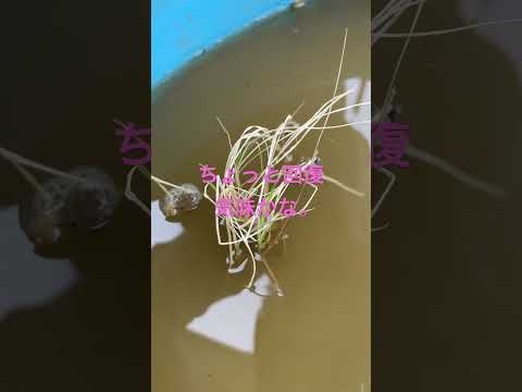 庭の地中海の低木フロミス・フルティコサ・セージ・エルサレム