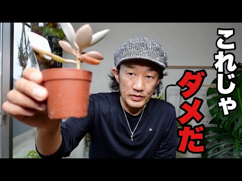 酢の木を鉢に植える:それは可能ですか? 植物