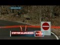 Salamander Crossing | Top Stories | CBC