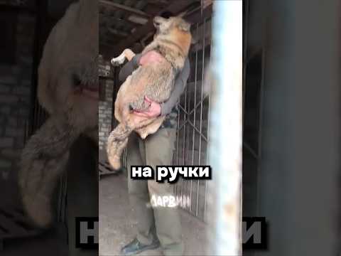 Домашний волк уже не хищник