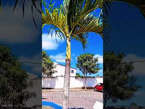 Você Conhece a Verdadeira História de Casserengue? Descubra Agora! #casserengue #paraíba #nordeste