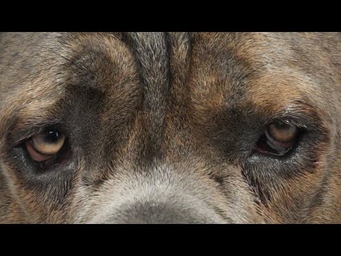 BIG SCARY Cane Corso Dog
