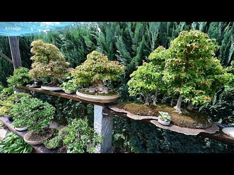 Modern Koi Blog #3882 - Jupps Arten- und Umfangreiche Bonsaisammlung