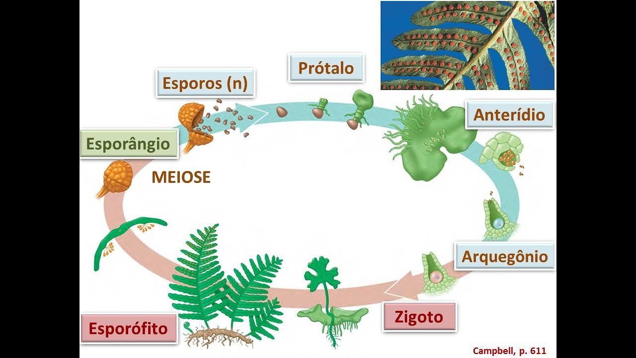 02 Botânica: Pteridófitas (Graduação)