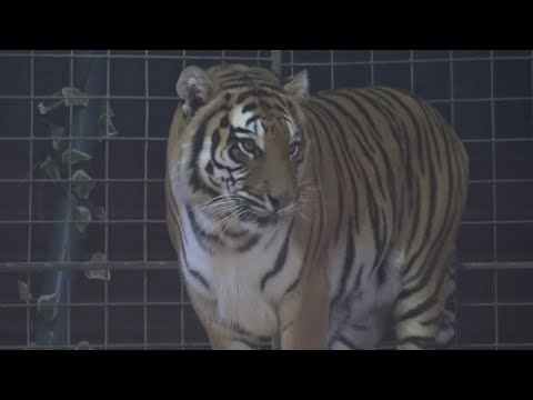 Comedy & Beat - Tygr (vzpomínka na principála Jaromíra Joo)