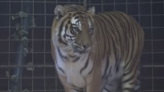 Video Tygr (vzpomínka na principála Jaromíra Joo)