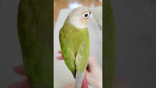 鳥召喚!!!!!　#セキセイインコ #ウロコインコ #shorts